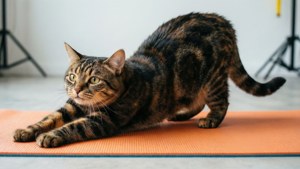 Cat Yoga