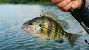 Catch of the Day