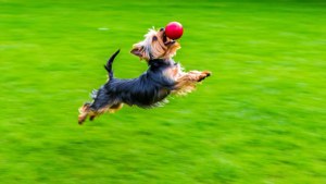 Catch the Ball