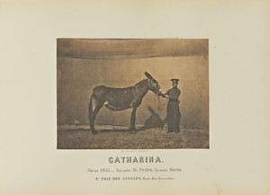 Catharina