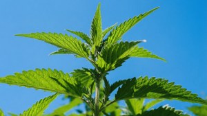 Catnip and Blue Sky