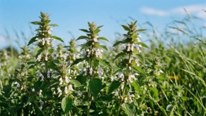 Catnip Field in Bloom