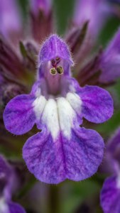 Catnip Flower Close-Up