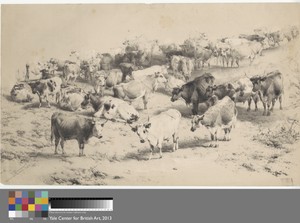 Cattle at Barnet Fair