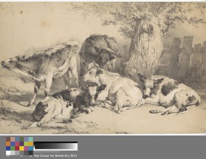 Cattle