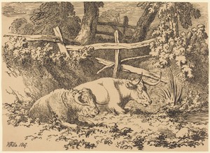Cattle Resting