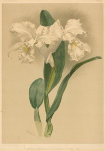 Cattleya Mendelii Quorndon House Var.