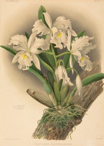 Cattleya Rochellensis