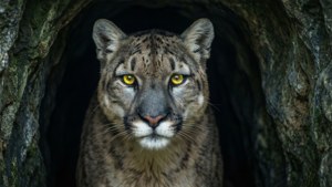 Cave Glow Puma
