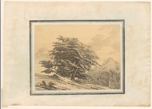 Cedar
