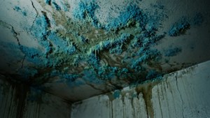 Ceiling Mold Abstract