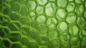 Cell Wall Texture