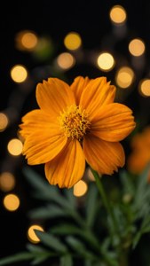 Cempasuchil with Bokeh