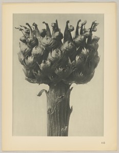 Centaurea macrocephala