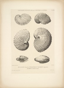 [Cephalopod shells]