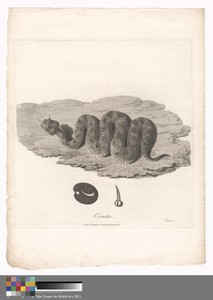 Cerastes