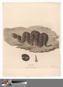 Cerastes