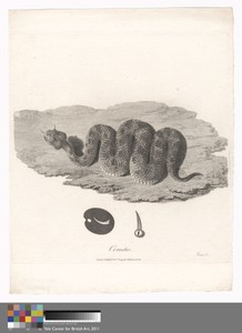 Cerastes