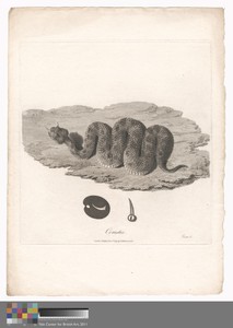 Cerastes