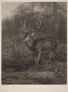 Cerf Dix-Cors