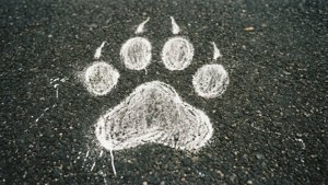 Chalk Paw on Asphalt
