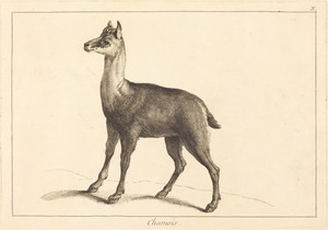 Chamois (Chamois)