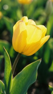 Cheerful Yellow Tulip