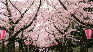 Cherry Blossom Avenue