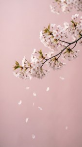 Cherry Blossom Branch