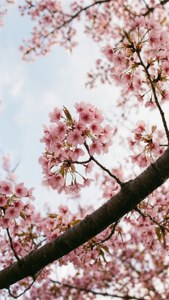 Cherry Blossom Branch