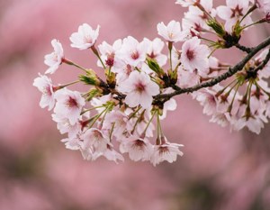 Cherry Blossom Branch
