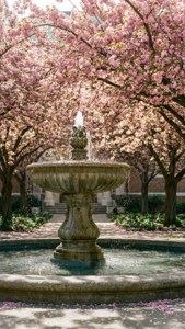 Cherry Blossom Campus