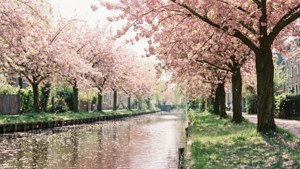 Cherry Blossom Canal