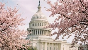 Cherry Blossom Capitol