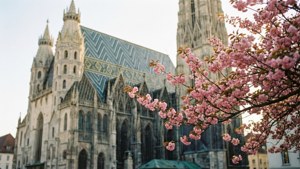 Cherry Blossom Cathedral