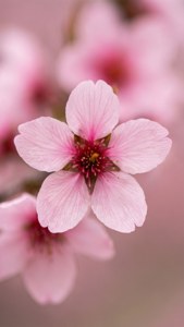 Cherry Blossom Closeup
