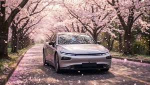 Cherry Blossom Cruise
