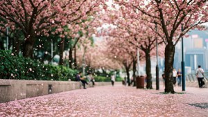 Cherry Blossom Dream