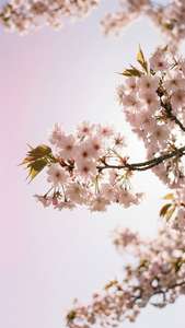 Cherry Blossom Dream