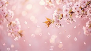 Cherry Blossom Dream
