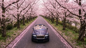 Cherry Blossom Drive