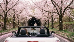 Cherry Blossom Drive
