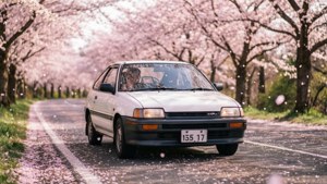 Cherry Blossom Drive