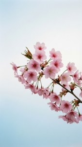 Cherry Blossom Elegance