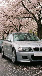 Cherry Blossom Elegance