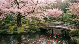 Cherry Blossom Garden