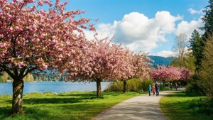 Cherry Blossom Lake
