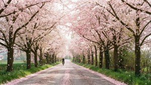 Cherry Blossom Lane