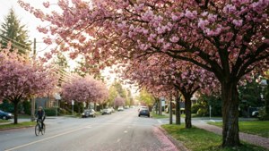Cherry Blossom Lane