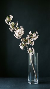 Cherry Blossom Minimalism